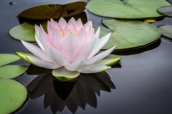 Pond Lilly